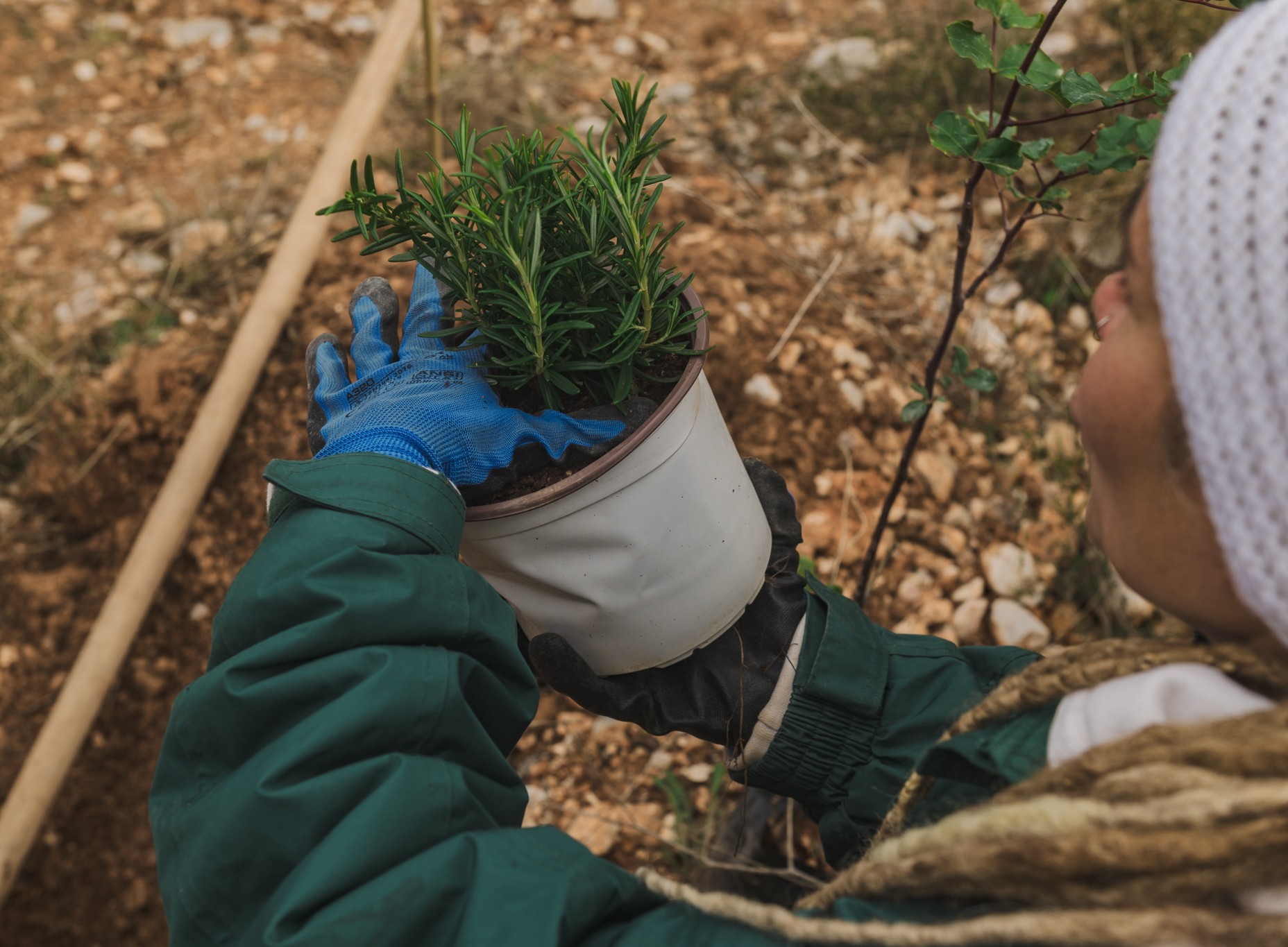 ATHEX tree planting 